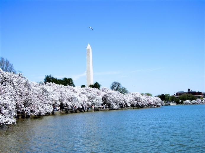 It's Cherry Blossom time in Washington DC with Susquehanna Trailways.