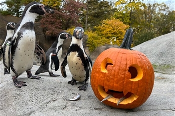 Philadelphia Zoo - Boo at the Zoo 10/19/25