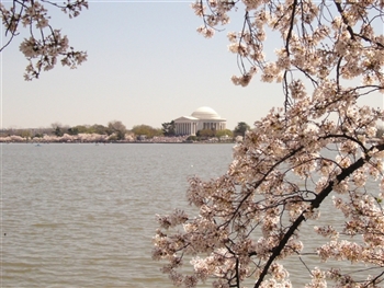 Washington DC - Cherry Blossoms 2023