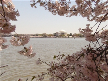 Washington DC - Cherry Blossoms 2024