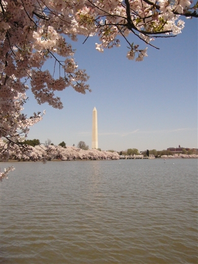 Washington DC - Cherry Blossoms 2022
